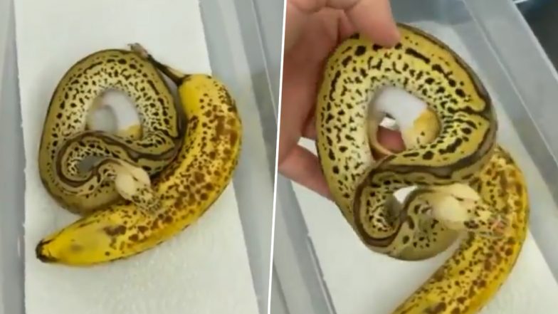 Snake That Looks Like Fruit! Viral Video of Yellow Ball Python Resembling a Banana Will Mess With Your Head