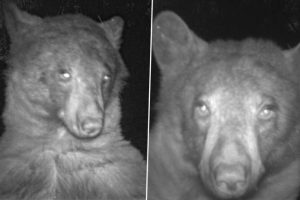 Viral Bear Photoshoot! Park Rangers Find 400 Selfies of The Wild Mammal Via Wildlife Trap Cameras; See Pics