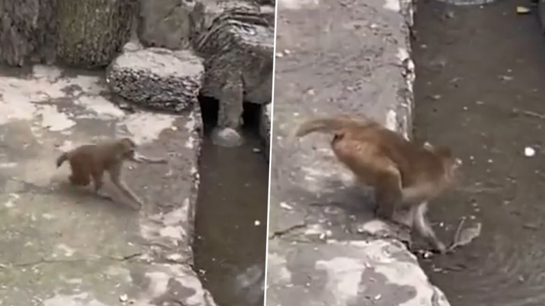 Angry Monkey Beats and Bashes Rat, Attempts to Drown It For Stealing Food in China; Video Goes Viral