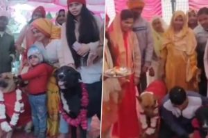 Paw-Some Wedding! Tommy and Jaily Get hitched in UP's Aligarh (Watch Video)