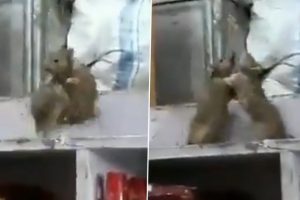 Clash of Rats! Funny Video of Two Rodents Fighting Intensely in a Grocery Store Goes Viral; Watch The Hilarious Wrestling Match