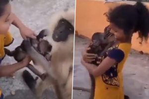 Little Girl Tries to Get Hold of Baby Monkey Clinging To Its Mother; Old Video Goes Viral Again, Leaving Netizens Irked