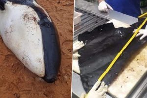 Female Killer Whale Covered in Shark Bites Dies With 2.5-Foot-Long Plastic Sheet in Her Stomach in Brazil; See Pics