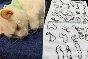 Cat Recovering After Vets Remove 38 Hair Ties From Her Stomach Which Prevented The Feline from Eating; See Pics of The Shocking Discovery