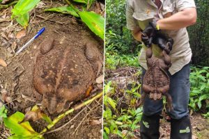Toadzilla: Record-Breaking Monster Cane Toad Weighing 2.7 kg Found at Conway National Park in Australia (See Pics and Video)