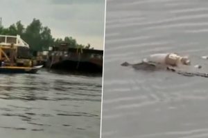 Crocodile Carries Body of Drowned Child on Its Back and Brings It To Rescue Team in Indonesia After Family Failed to Find Him (Watch Video)