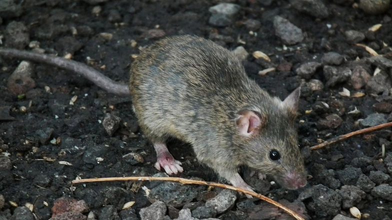 Mice Invade Pregnant Woman's Flat in UK Town, Eat Her Underwear and Leave Faeces Everywhere