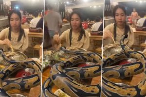 Dinner Date With Huge Python! Girls Sit for Meal With the Scary Reptile; Feed It With Chopsticks in Viral Video