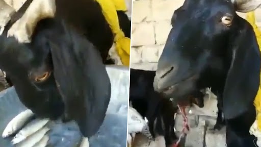 Goat Happily Eats Raw Fish in Old Video That Has Gone Viral Again; Internet Users Can’t Believe Their Eyes!