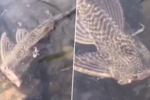 Headless Fish Seen Casually Swimming in Lake Like Nothing’s Wrong; See the Bizarre Video