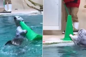 Sea Otter Generously Helps People Cleaning the Swimming Pool; Viral Video of the Smart Helper Will Make You Go Aww!
