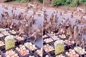 Notorious Monkeys Steal Apples From Roadside Stall; Watch Hillarious ‘Monkey Heist’ Video