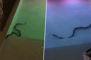 Giant Snake In Hotel's Swimming Pool Leaves Holidaymakers Terrified, Video Goes Viral