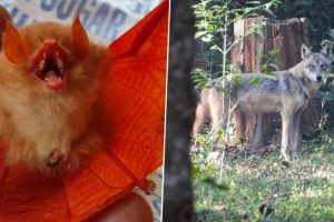 Chhattisgarh: Rare 'Orange Bat', Endangered Indian Wolf Spotted at Kanger Ghati National Park in Bastar (See Pics)