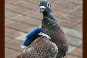 Pigeon Wearing Mini Backpack Filled With Crystal Meth Captured at Canadian Prison; View Pic