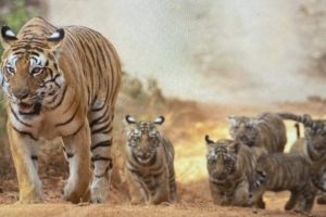 Madhya Pradesh: Tigress Named T-27 Gives Birth to Five Cubs in Kanha Tiger Reserve (See Pics and Video)