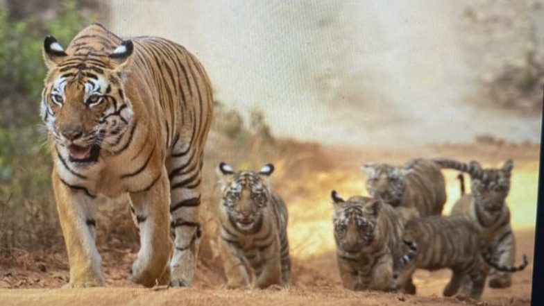 Madhya Pradesh: Tigress Named T-27 Gives Birth to Five Cubs in Kanha Tiger Reserve (See Pics and Video)