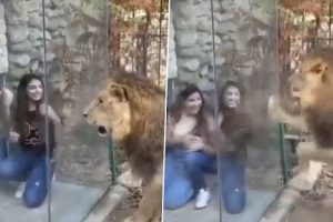 Woman Mocks and Angers Lion Kept in an Enclosure; See How the Internet Reacted to the Viral Video