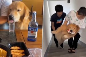 Video of 'Drunk' Golden Retriever Causing Ruckus Goes Viral; Netizens Are Surprised To See the Dog Like This