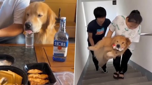 Video of 'Drunk' Golden Retriever Causing Ruckus Goes Viral; Netizens Are Surprised To See the Dog Like This