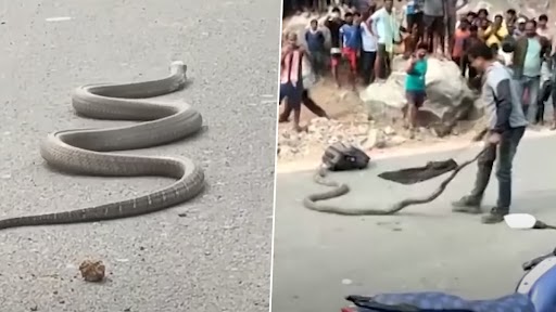 King Cobra Repeatedly Tries To Bite Rescuer; Watch Scary Viral Video of 15-Feet Long Reptile