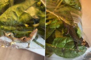 Live Lizard Found Inside Spinach Bag By Terrified Woman! The Little Creepy Reptile Spent 9 Days in Fridge (Watch Video)