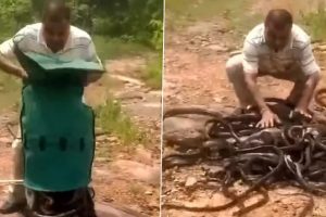 Snakes Coil on The Ground After Man Releases the Creepy Reptiles Into The Wild; Old Video Goes Viral, Leaving Internet Shaking