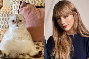 Taylor Swift’s Cat Olivia Benson’s Net Worth $97 Million, Scottish Fold Is Third Wealthiest Pet in the World!