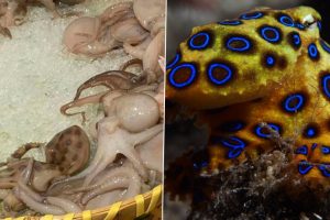 Deadly Blue-Ringed Octopus Served To Customer At Chinese Restaurant; The Dangerous Marine Creature Has Enough Venom to Kill 26 Adults (See Pic)