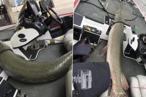Rare 'Living Fossil' Beast Caught By Fishermen in Alabama; See Viral Pics of The Record-Breaking Alligator Gar That is Older Than Dinosaurs