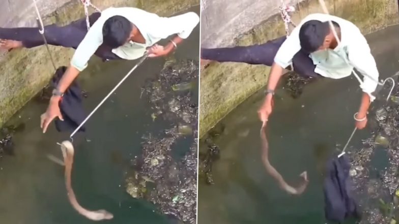 Dangerous Snake Rescue Operation: Viral Video Shows Man Skillfully Rescuing Serpent From Well
