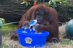 Old Clip of Orangutan 'Cleaning' Its Hands With Soap and Water Goes Viral Again; Watch Video