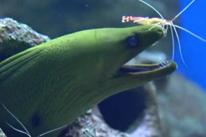 Cleaner Shrimp Clears Away Parasitic Load on Moray Eel; Video of Mutually Beneficial Relationship Between the Creatures Goes Viral