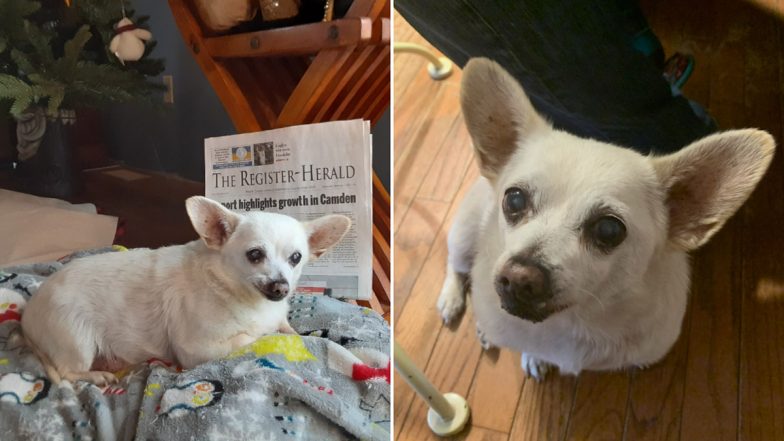 World's Oldest Living Dog: American Family's 23-Year-Old Chihuahua 'Spike' Takes The Guinness World Record (See Pics)