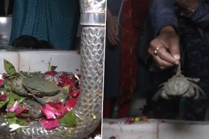 Gujarat: Live Crabs Offered to Shivling For Wish Fulfilment and Ear Pain Relief at This Shiva Temple in Surat (Watch Video)
