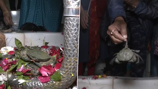 Gujarat: Live Crabs Offered to Shivling For Wish Fulfilment and Ear Pain Relief at This Shiva Temple in Surat (Watch Video)