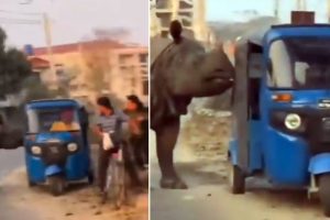 Rhino Attack: Rhinoceros Roaming on Street Scares Autorickshaw Driver Away, Funny-cum-Scary Video Goes Viral