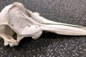 Skull of a Young Dolphin Found Inside an Abandoned Suitcase at Detroit Airport; Officials Warn Against Wildlife Smuggling (View Image)