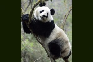 Xiang Xiang, Japan-Born Giant Panda, Set Off for China From Tokyo Zoo (Watch Video)