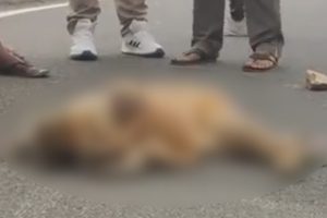 Assam: Baby Golden Langur Cries While Trying To Wake Up Dead Mother on Road, Heartbreaking Video Goes Viral