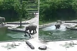 Elephants Rescue Calf Drowning in Pool at Seoul Zoo in a Heartwarming Video (Watch)