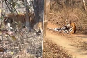 Viral Video: Tiger and Leopard Caught Vibing in Wilderness on Boring Afternoon