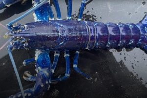 Rare Bright Blue Lobster Spotted in Belfast Lough; Skipper Says Chances of Catching the Crustacean Are Two Million to One (Watch Video)