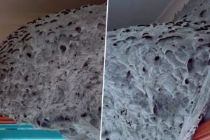 Alien Spaceship-Like Monstrous Wasp Nest Found in Bathroom! Australian Homeowner Terrified After Spotting Deadly Creatures; Watch Viral Video