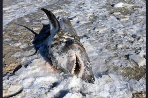 Frozen Shark Washes Up on Cold Storage Beach in Massachusetts, US; View Terrifying Image of the Giant Creature's Carcass