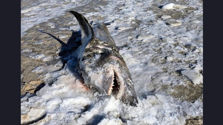Frozen Shark Washes Up on Cold Storage Beach in Massachusetts, US; View Terrifying Image of the Giant Creature's Carcass
