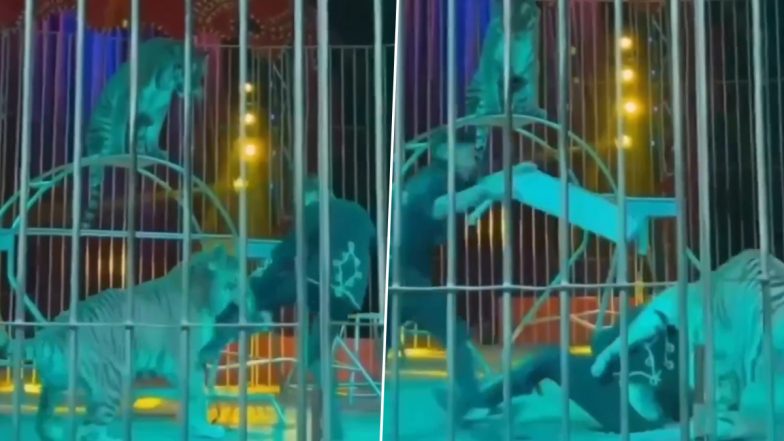 Tiger Attacks Ringmaster During Live Circus Performance, Viral Video Captures Terrifying Visuals