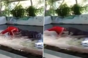 Crocodile Tries To Bite Zookeeper’s Head Off During Live Performance, Old Video Goes Viral Again