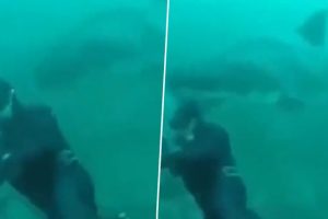 Giant Shark Suddenly Passes by Diver in Viral Video; Watch the Clip of This Scary Underwater Encounter