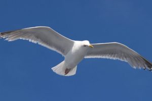 UK Man Accused of Putting His Penis Inside Seagull’s Mouth Pleads Not Guilty as Trial Begins, Granted Unconditional Bail
